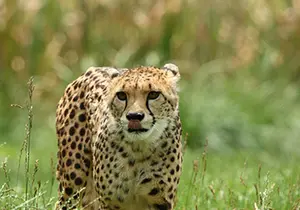 Cheetah at the zoo in Styria