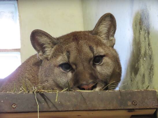 Puma Arun at the Herberstein Wildlife Park in Eastern Styria