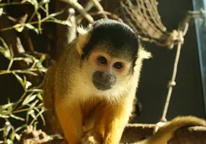 Bolivian Squirrel Monkey