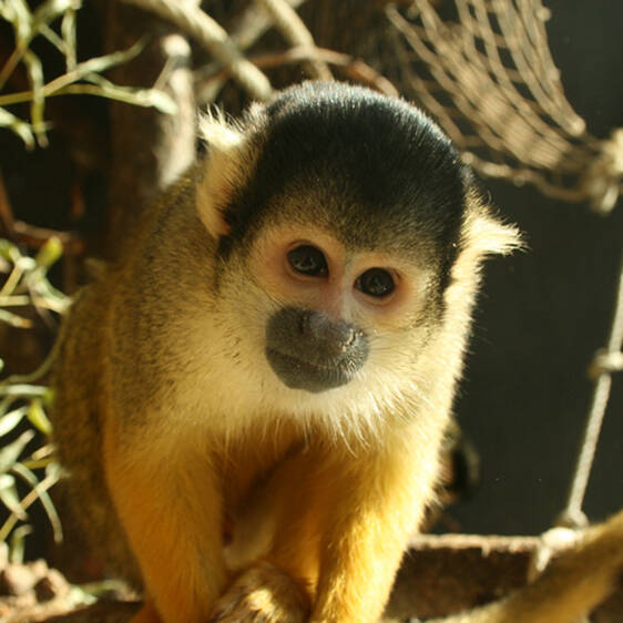 Bolivian Squirrel Monkey