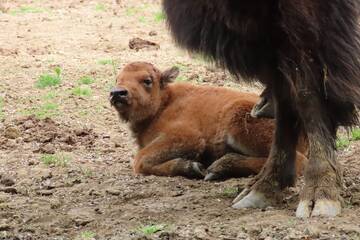 Baby Animals in Styria