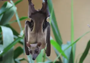 Palm Flying Fox