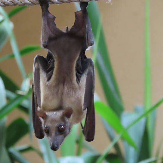 Palm Flying Fox at Herberstein Wildlife Park