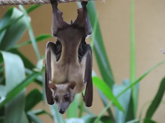 90 animal species at the zoo