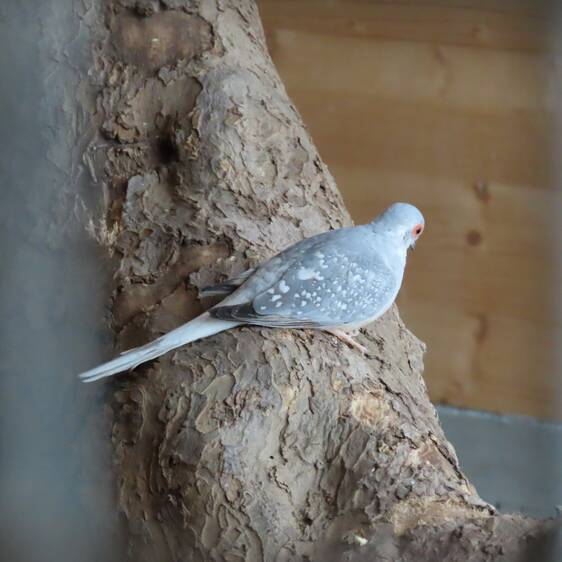 Young Diamond Dove at Herberstein Wildlife Park