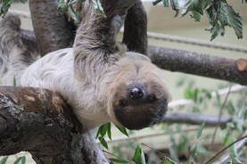 Sloth at Herberstein Wildlife Park