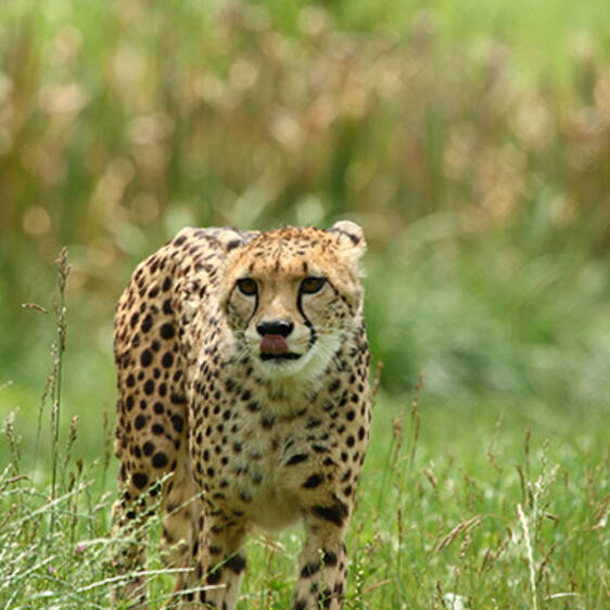 Cheetah at the zoo in Styria