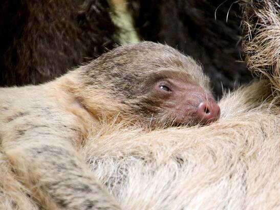 Obi the sloth at Herberstein Wildlife Park