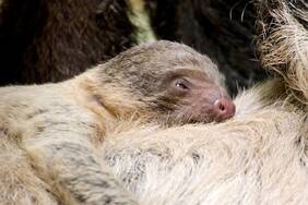 Obi the sloth at Herberstein Wildlife Park