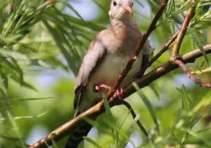 Little Dove