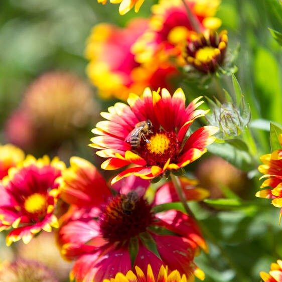 A bee in the insect hotel at Tierwelt Herberstein