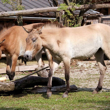 Przewalski's horses