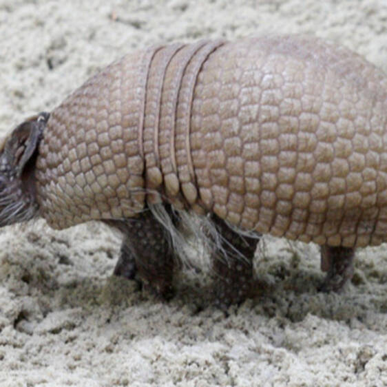 Ball-tailed armadillo in Styria