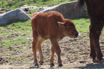 Baby Animals in Styria