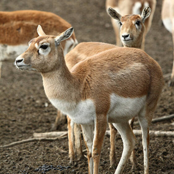 Deer Goat Antelope