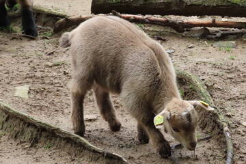 Baby Animals in Styria