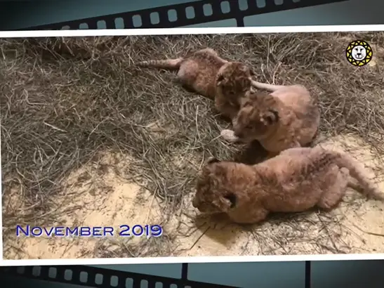 Lion Videos