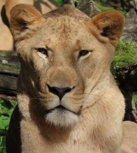 Tiberius the Lion at Herberstein Wildlife Park