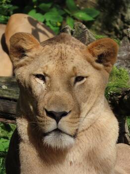 Tiberius the Lion at Herberstein Wildlife Park