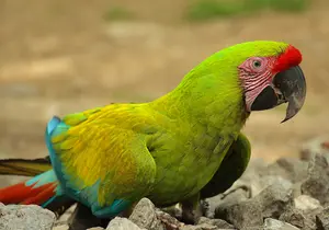 Great Military Macaw in Styria