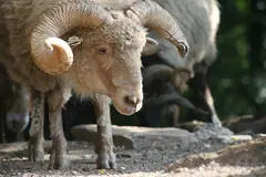 Hungarian Fringed Sheep