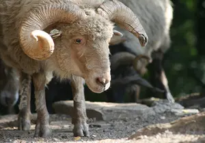 Hungarian Fringed Sheep