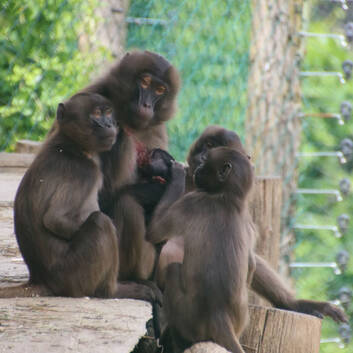 Dschelada Baby with her family