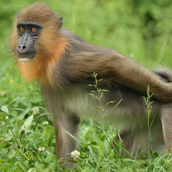 Mandrill in Styria