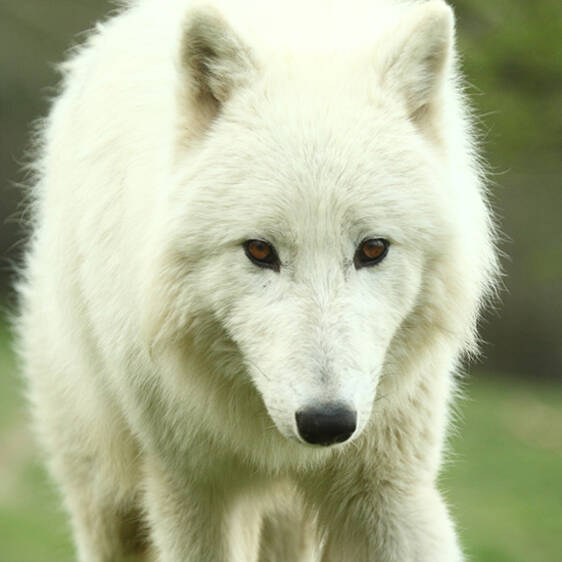 Arctic Wolf in Styria