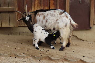 Baby Animals in Styria