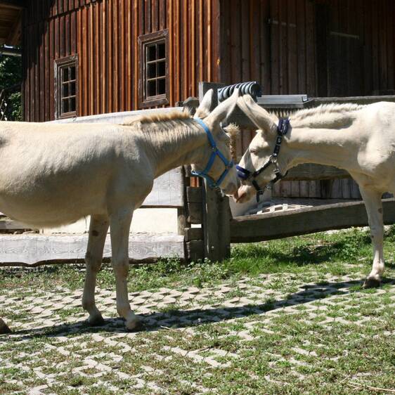 White Baroque donkey at the petting zoo