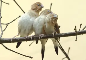 Silver-billed Finch