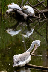 Pelicans at the Full Moon Festival at Tierwelt Herberstein.