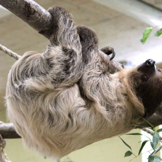 Two-toed sloth in Styria