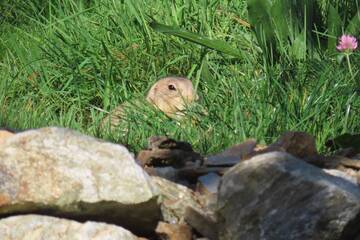 Baby Animals in Styria