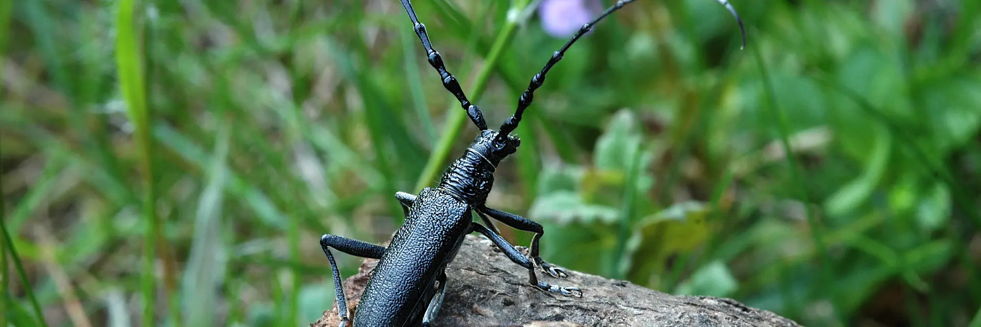 Animal in the Feistritz Gorge at Tierwelt Herberstein