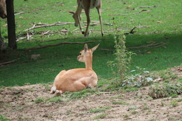 Baby Animals in Styria