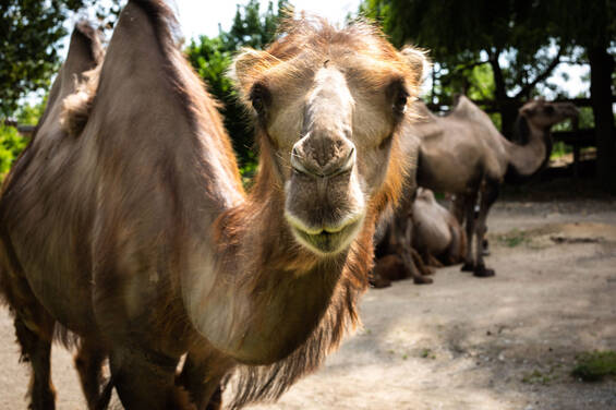 Camel at Herberstein Wildlife Park