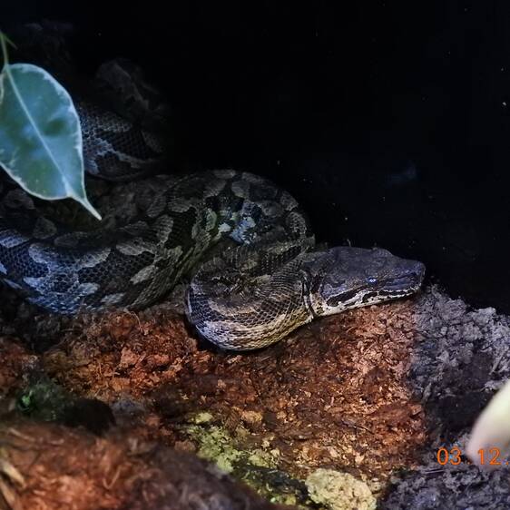 Southern Madagascar Boa