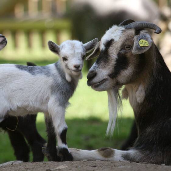Pygmy goat at the petting zoo