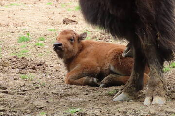 Baby Animals in Styria
