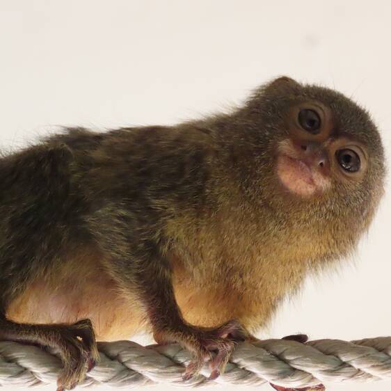 Pygmy marmosets at Tierwelt Herberstein