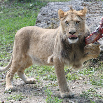 Caesar the Lion Being Fed