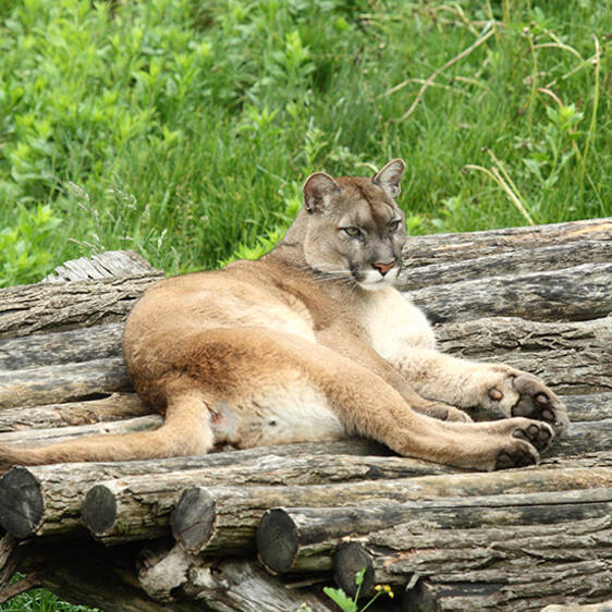 Puma at the Wildlife Park in Styria