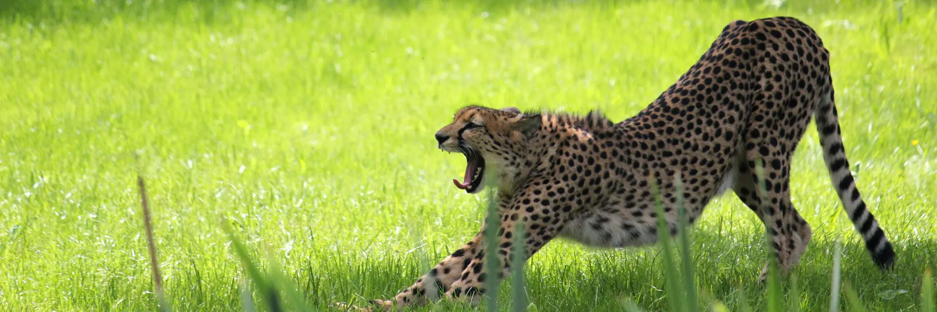 Cheetah Summer