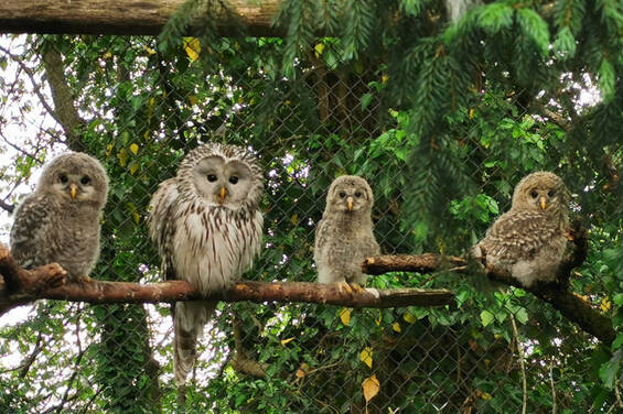 Eagle Owl Family at Herberstein Wildlife Park