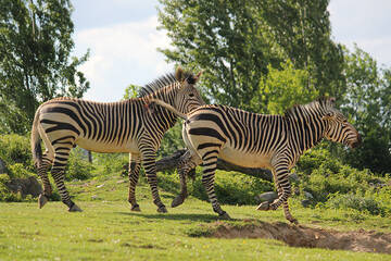 Zebras in the meadow at Herberstein Wildlife Park