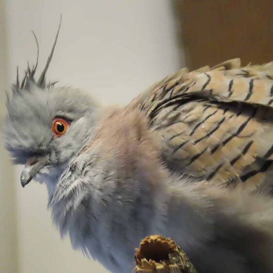 Pointed-crested Pigeon at Tierwelt Herberstein