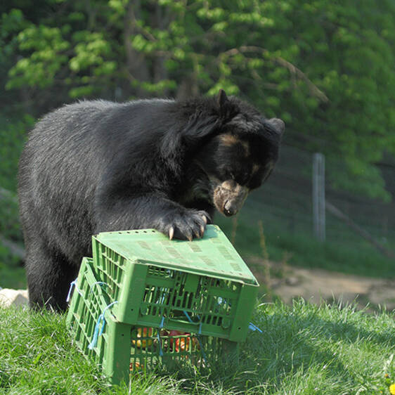 Spectacled Bear in Styria