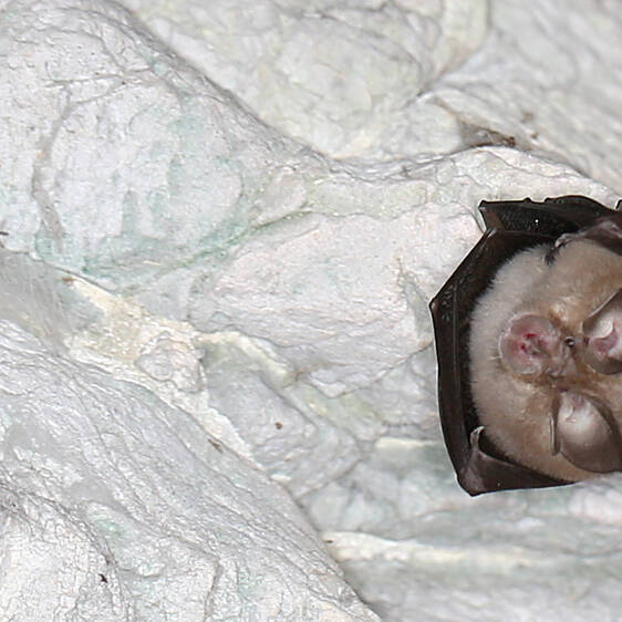 Lesser Horseshoe Bat at Tierwelt Herberstein